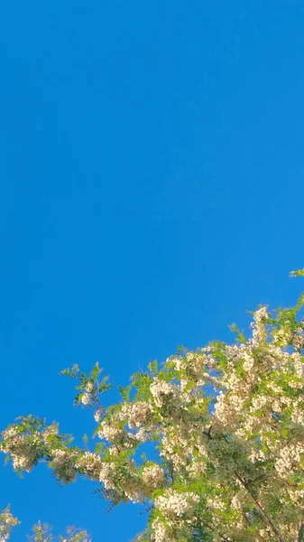beautiful spring flowers on blue sky background