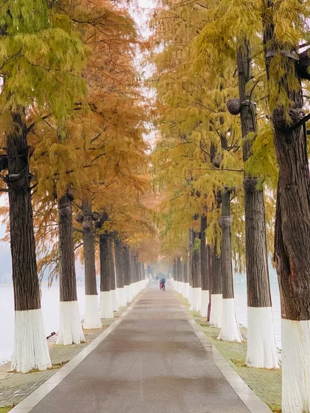 autumn landscape with trees and leaves