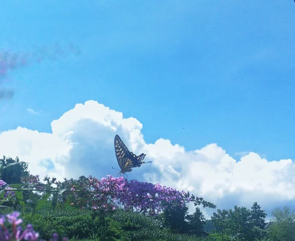 beautiful butterfly on the blue sky