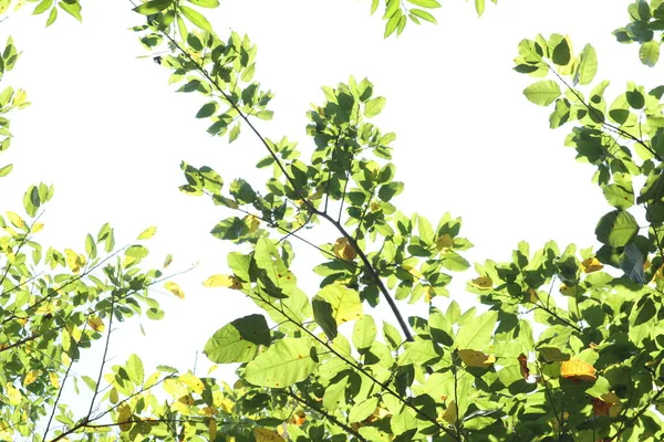 green leaves on a white background