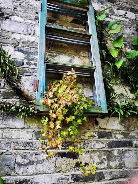 old wooden window with a green ivy