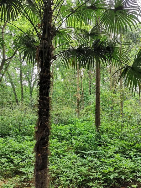 green palm trees in the forest