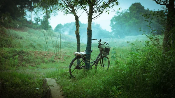 bicycle in the forest