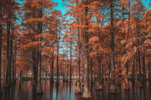 beautiful autumn landscape with trees and leaves