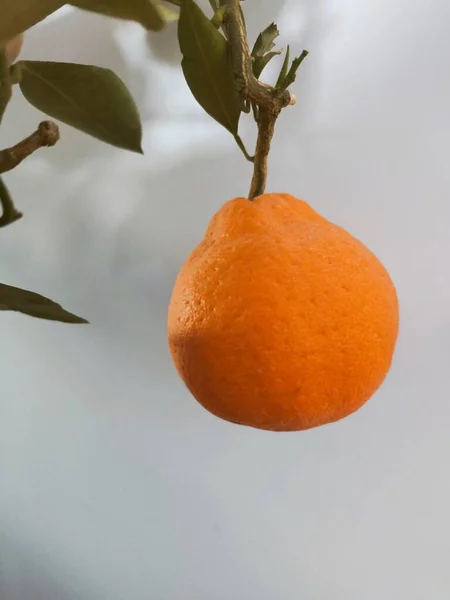 ripe orange fruit on a branch