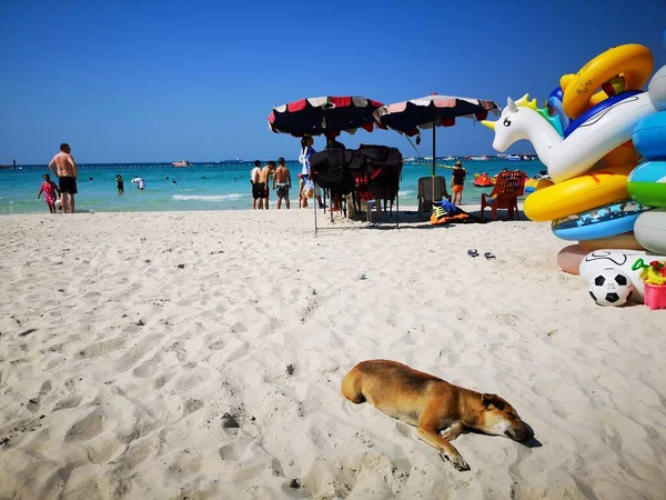 beach with a dog on the sea