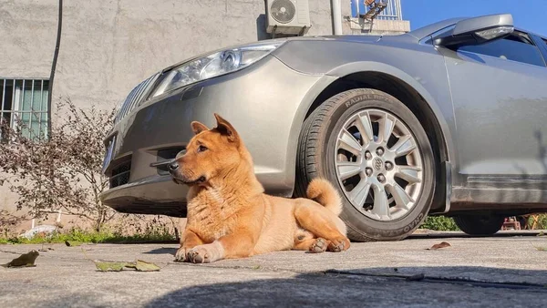 dog in the car