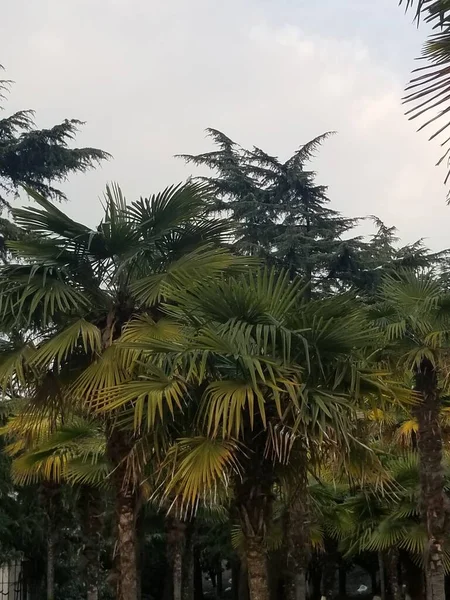 palm tree in the park