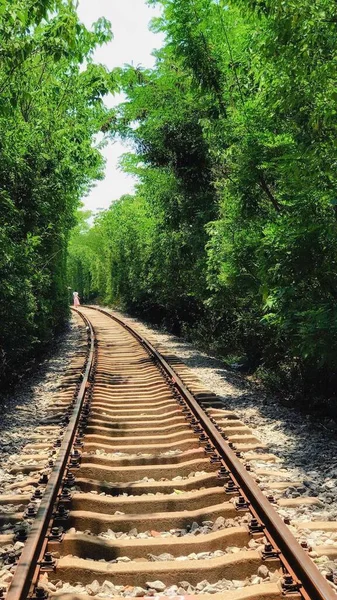 railway tracks in the forest