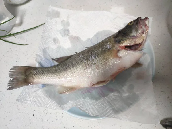 fresh fish on a white background