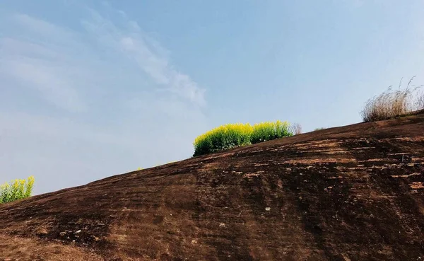 beautiful landscape with a tree and a field of trees