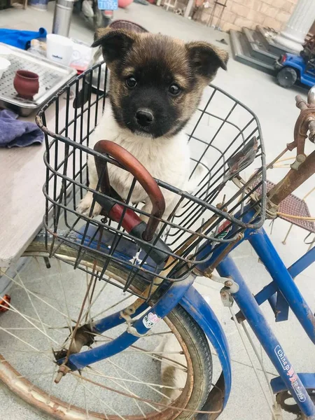 dog in the cart