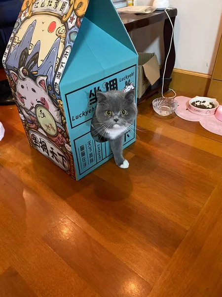 cat with a box of a kitten