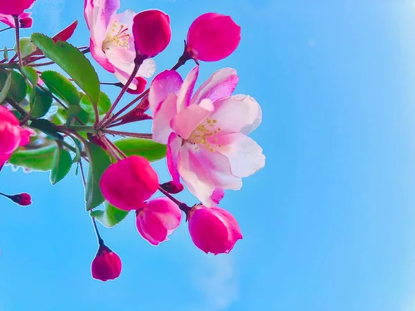 beautiful pink flowers on a background of blue sky