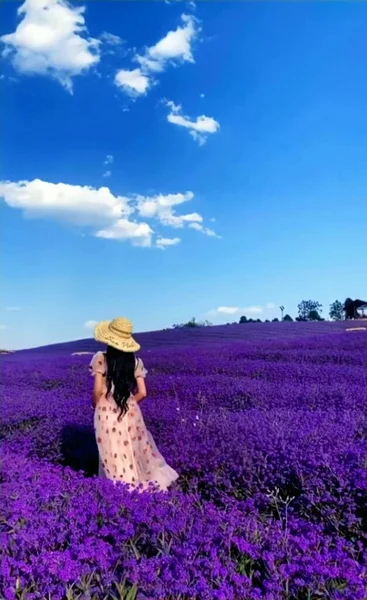 beautiful young woman in a lavender field
