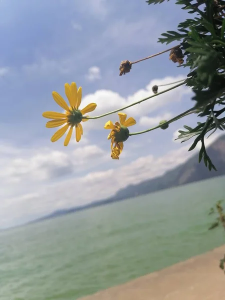 beautiful flowers in the sea