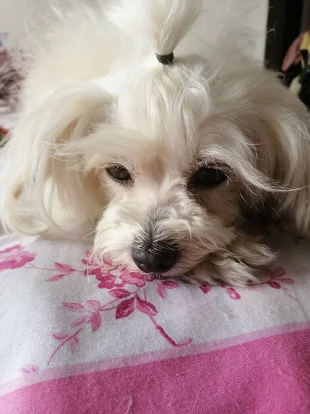 white dog with a bow tie