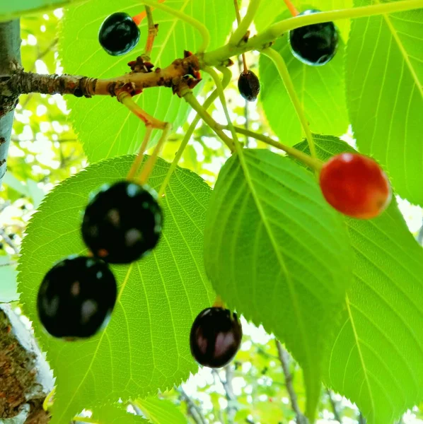 a closeup shot of a branch of a black currant with a green leaf