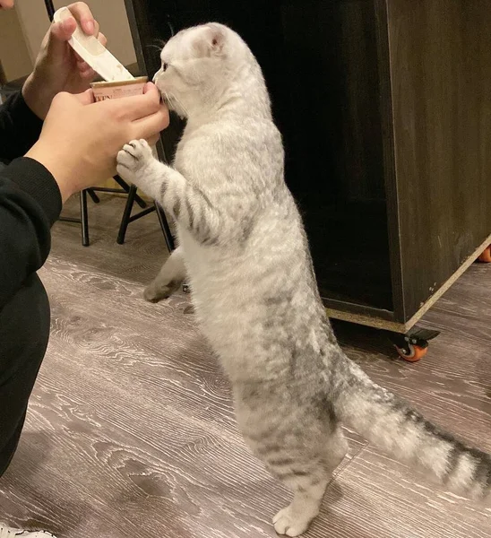 cat with a brush on the background