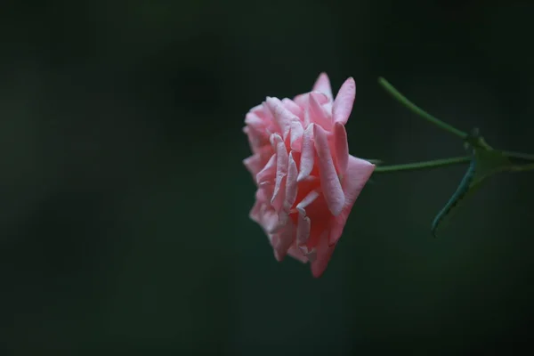 beautiful pink rose on a dark background