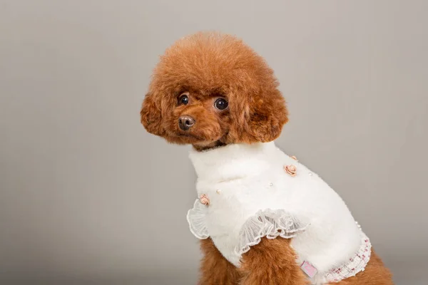 cute little dog on a white background