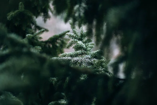 green pine tree in the forest