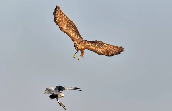 a beautiful flying bird in flight