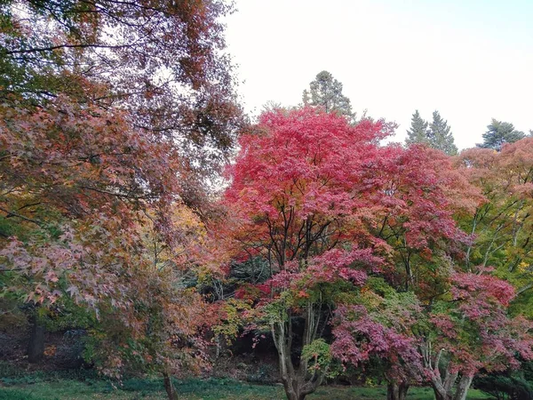 beautiful autumn landscape with trees and leaves