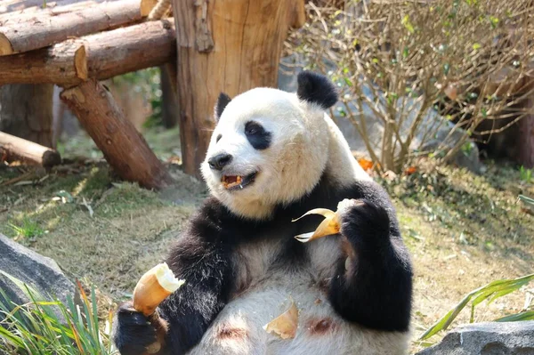 giant panda bear eating bamboo