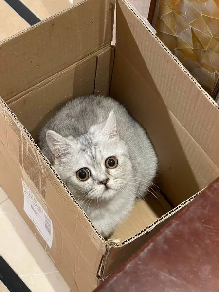 a small cat in the box