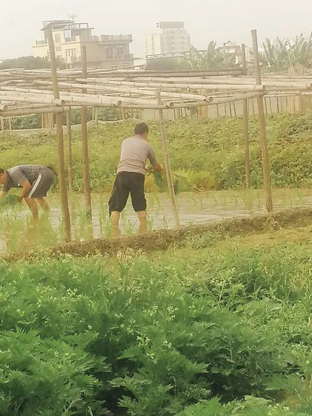 man watering the plant in the garden
