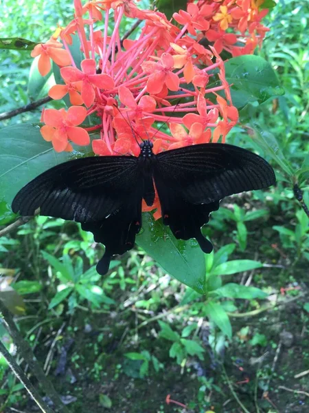 beautiful butterfly in the garden