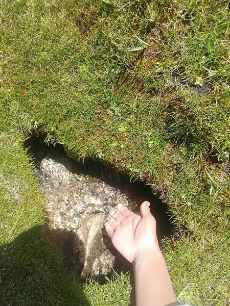 feet of a woman in the grass