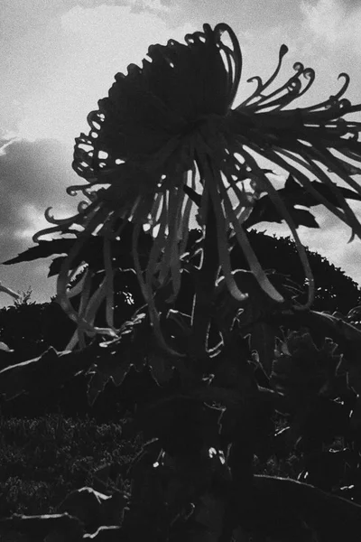 black and white picture of a beautiful flower