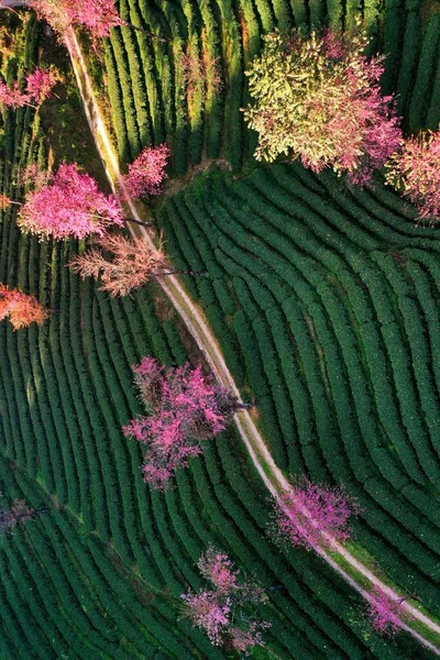 beautiful landscape of the valley of the tea plantation