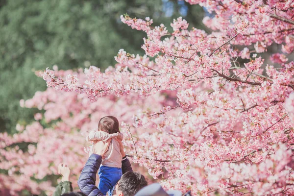 beautiful young woman with cherry blossoms in spring garden