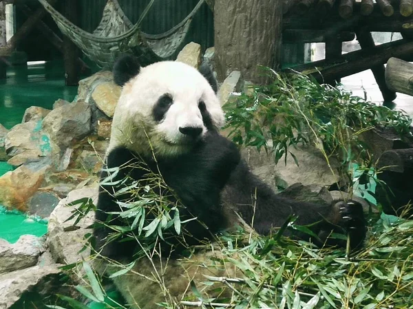 cute panda bear eating bamboo