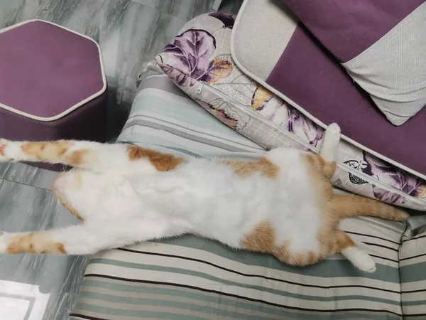 sleeping cat lying on bed with blanket and sleep