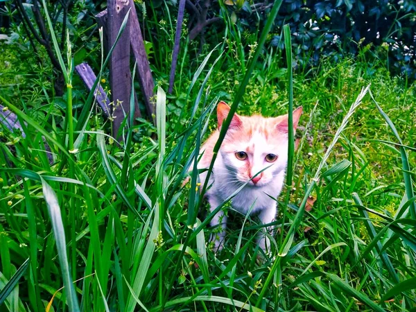 cute cat lying on green grass