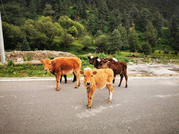 a herd of cows on the road