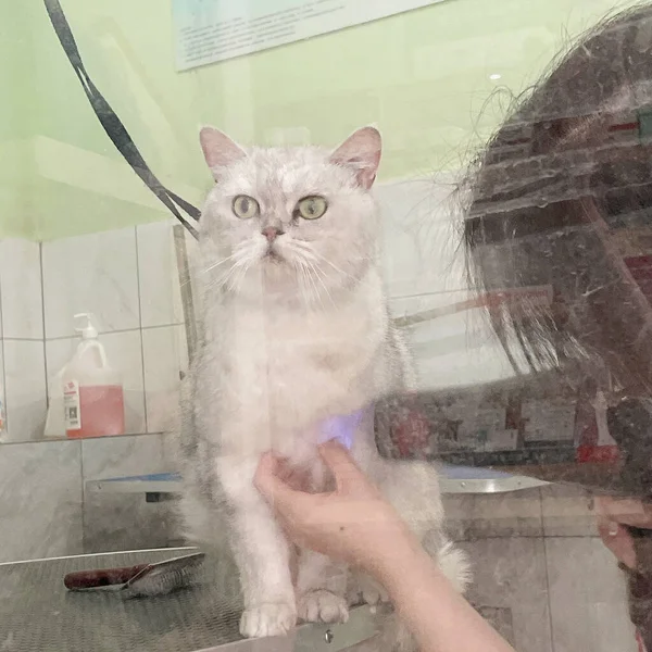 cat washes the bath with a brush