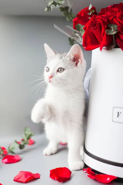 cute cat with flowers on white background