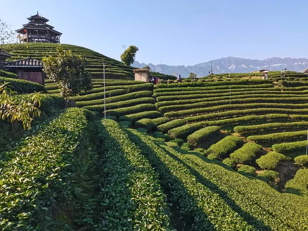beautiful landscape of the valley of the tea plantation