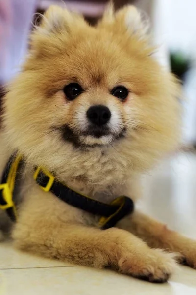 pomeranian spitz dog in the room