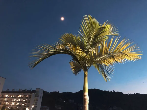 palm tree in the city of barcelona