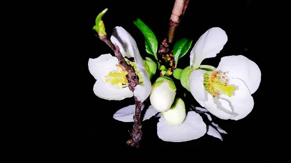 white magnolia flowers on a black background