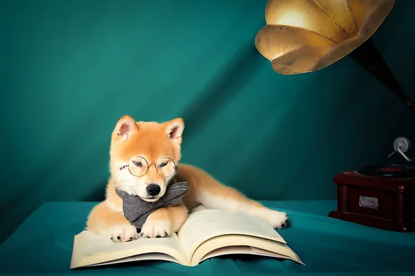 cute dog with book on the table