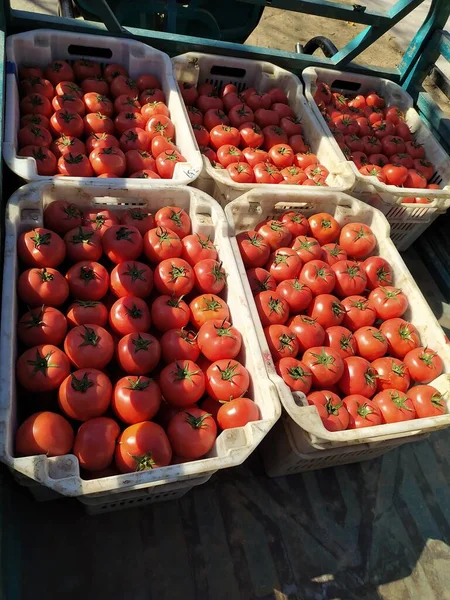 fresh tomatoes in a box