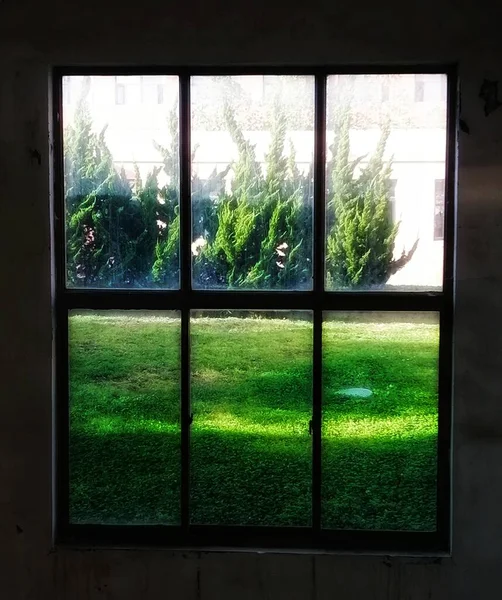 window with a green plant