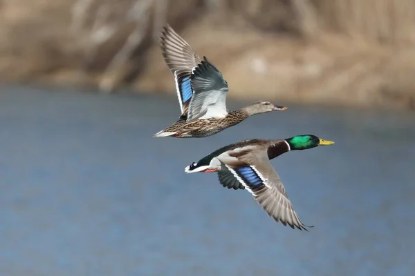 mallard duck flying in the water